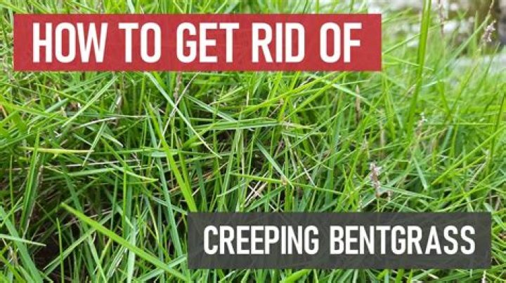 What does bent greens mean?