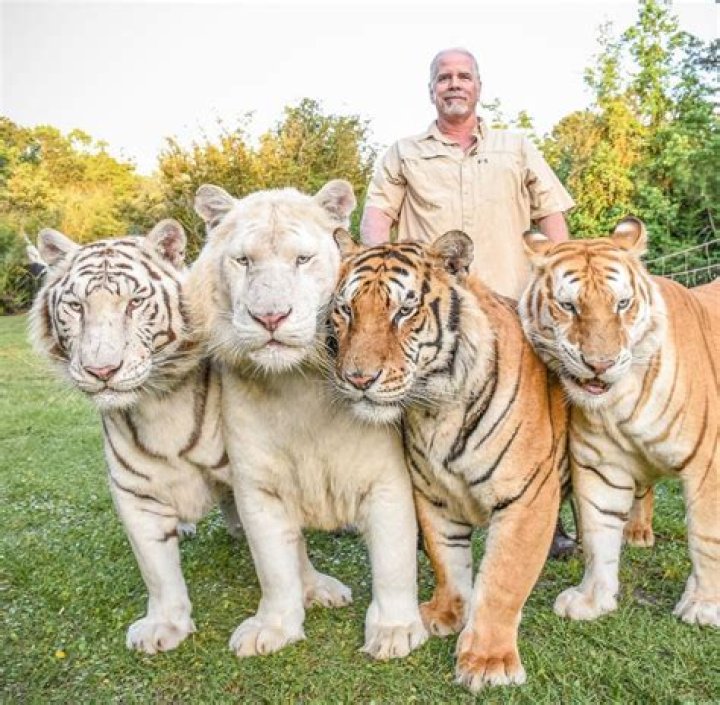 What does Doc Antle do with his tiger cubs?
