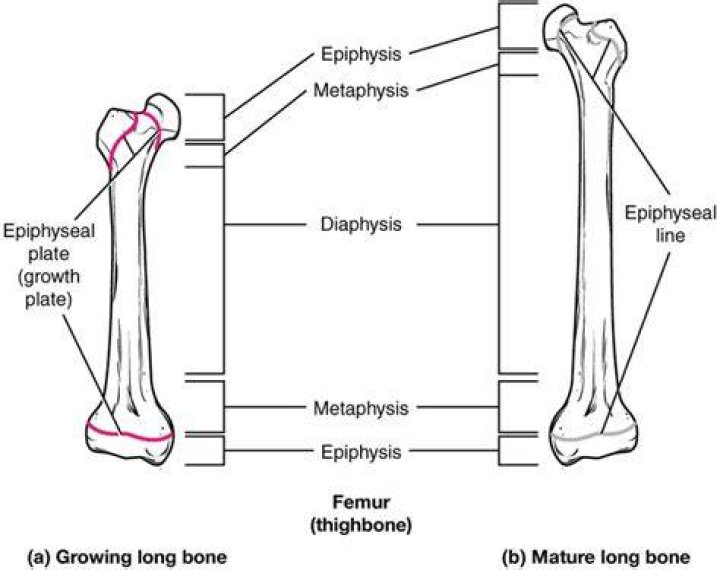 What does epiphyseal mean?