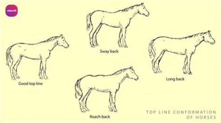 What does it mean for a horse to prance?