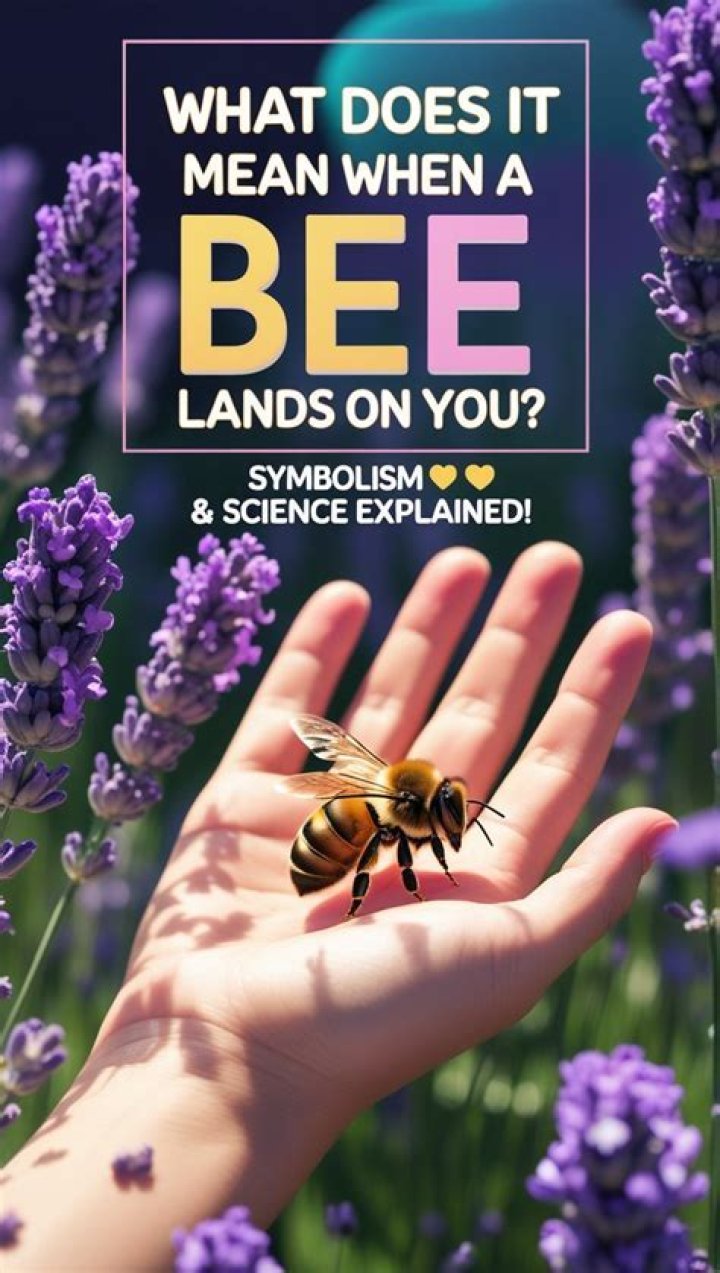 What does it mean if a bee lands on you?