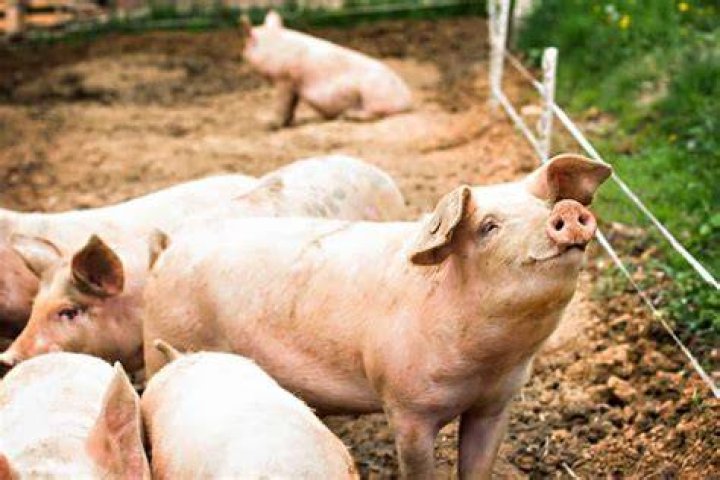 What does it mean if a pig wags its tail?