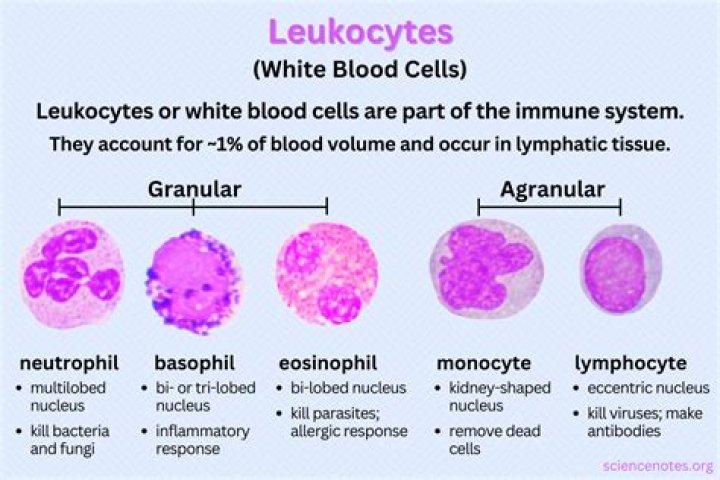 What does it mean if you have leukocytes and nitrite in your urine?