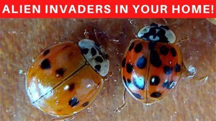What does it mean to have ladybugs in your house?