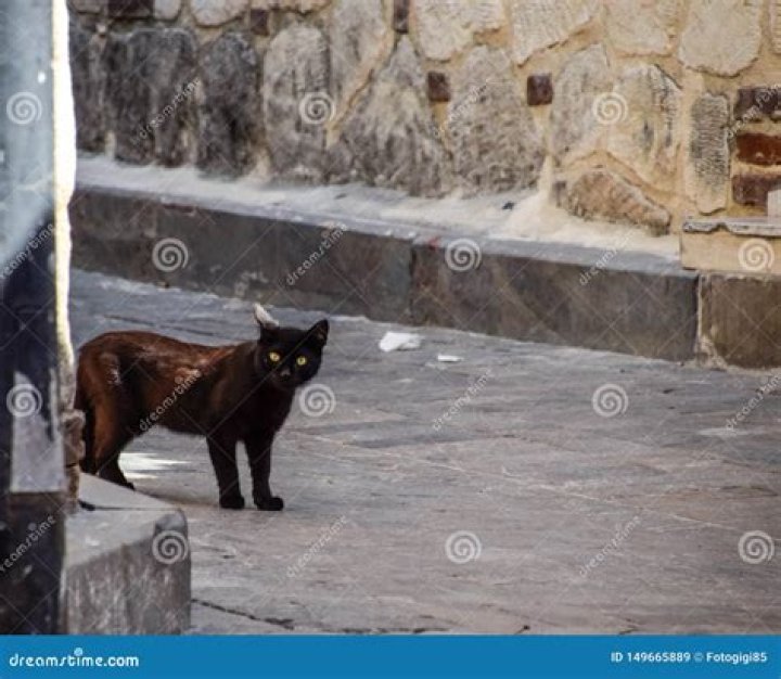 What does it mean when a black cat runs across your path?