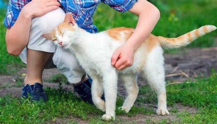 What does it mean when a cat bunts you?