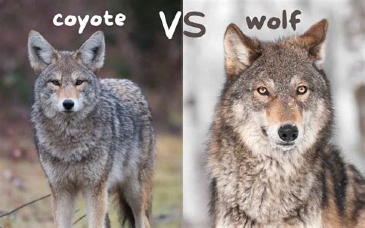 What does it mean when a coyote looks at you?