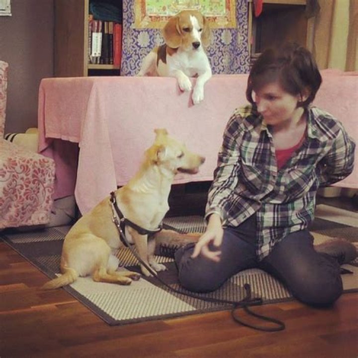 What does it mean when a dog imprints on you?