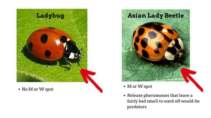 What does it mean when you see a black ladybug?