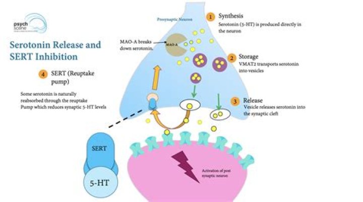 What drugs treat serotonin syndrome?