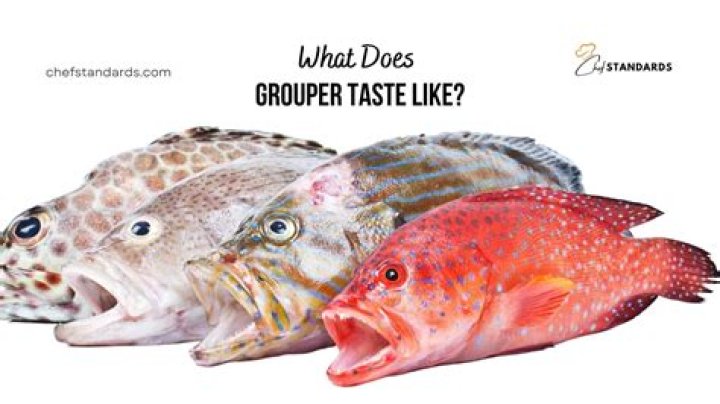 What eats a grouper fish?
