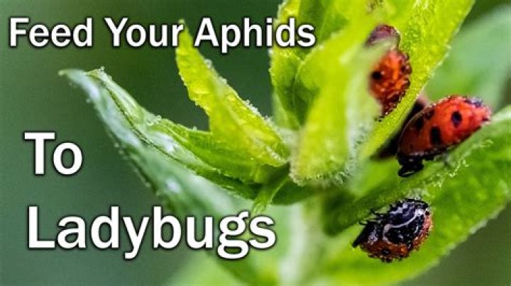 What eats ladybugs Besides aphids?