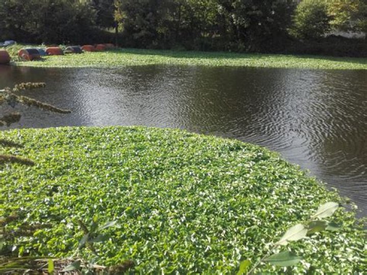 What eats water pennywort?