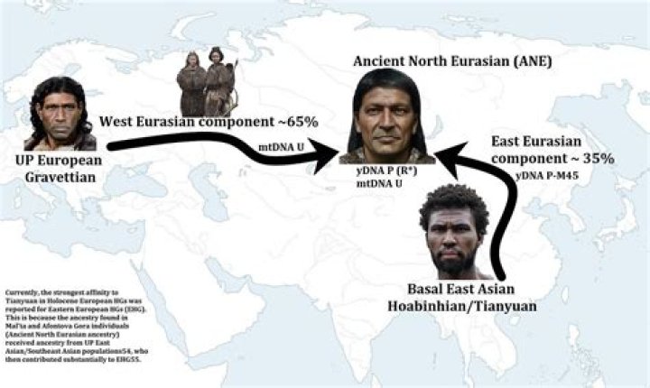 What ethnicity is Siberians?