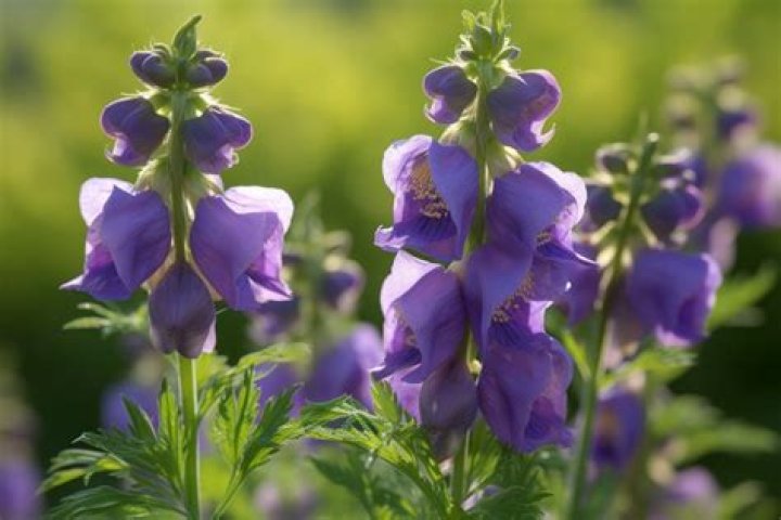 What flowers represent evil?