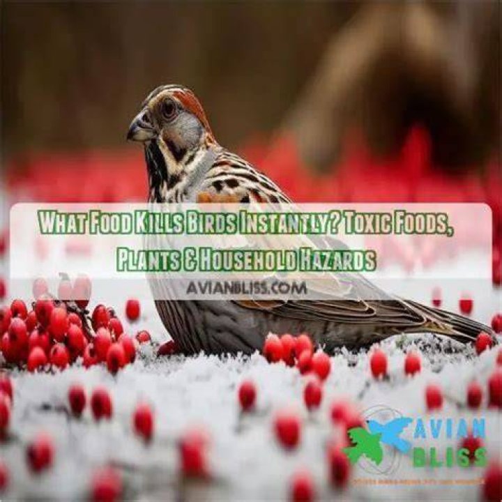 What food kills birds instantly?