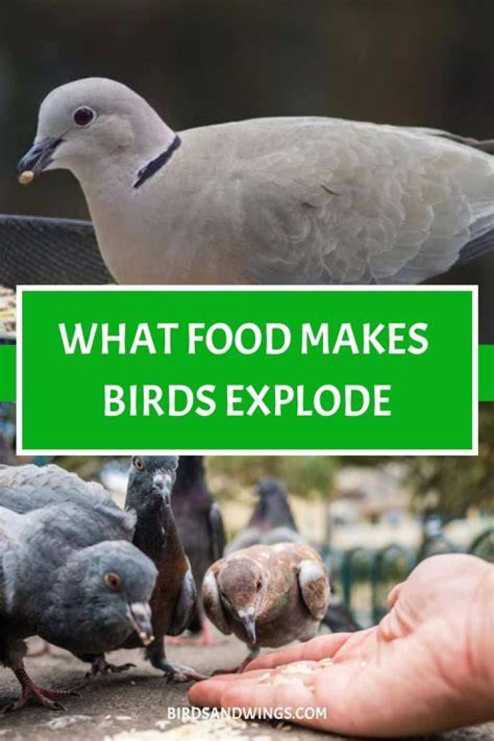 What food makes birds explode?