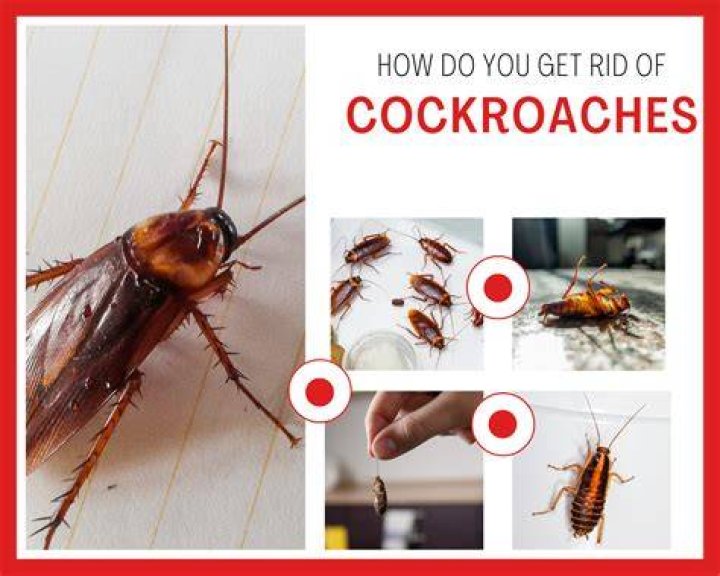 What gets rid of roaches permanently?