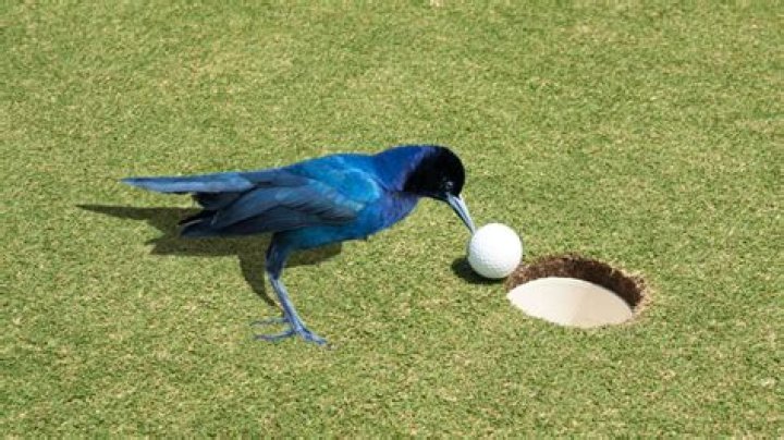 What happens if a golf ball hits a bird?