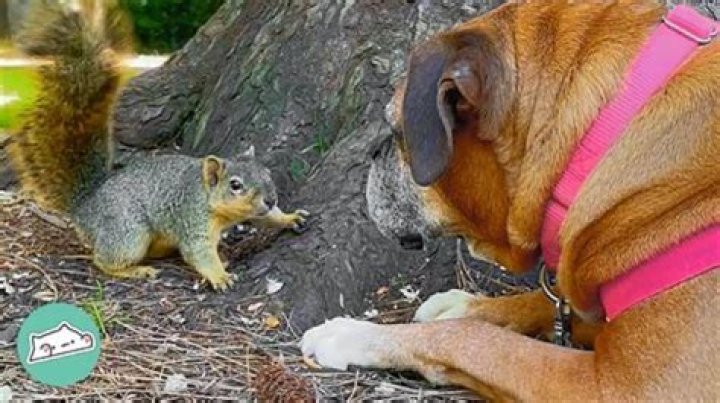 What happens if a squirrel gets in your house?