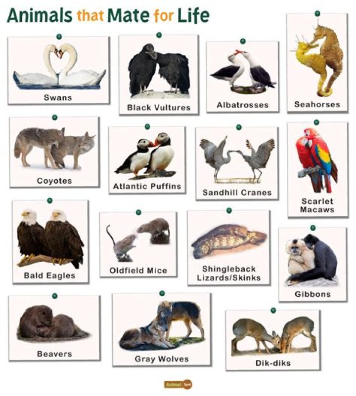 What happens if an animal interferes with golf?