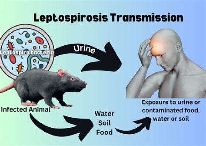 What happens if leptospirosis is left untreated?