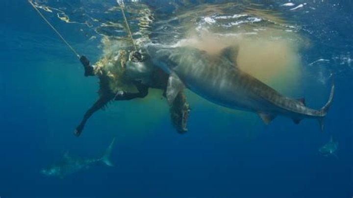 What happens if there's no sharks?