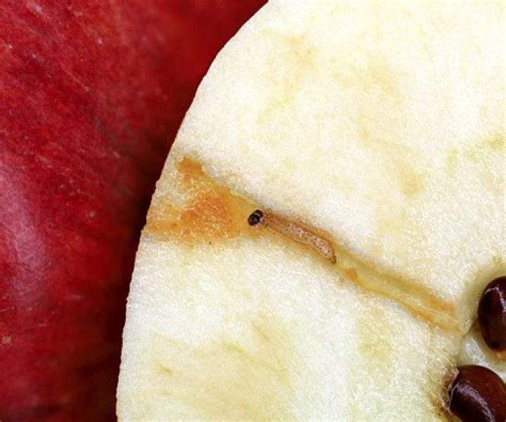 What happens if you eat a worm in an apple?