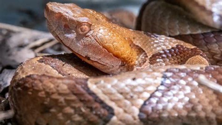 What holes are the snake pit at the Valspar?