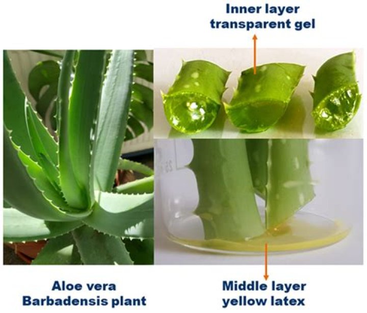 What hormones are in aloe vera?