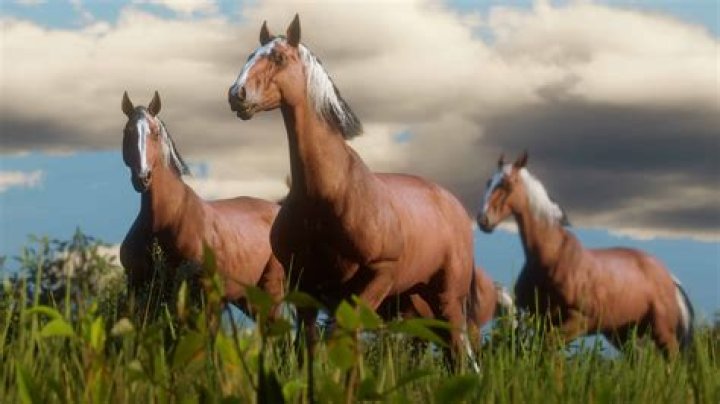What horse should I choose in Odyssey?