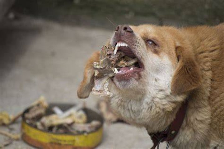 What if a dog eats a dead possum?