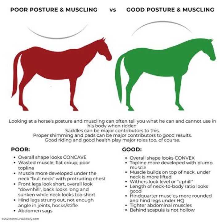 What is a croup horse?