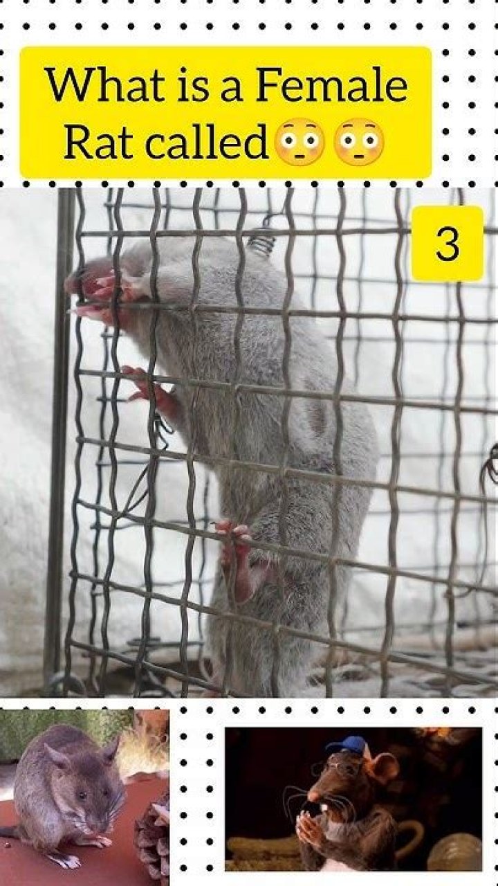 What is a female rat called?