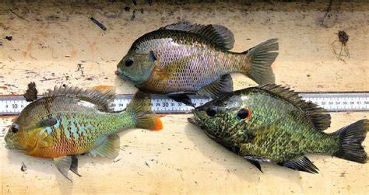 What is a Georgia giant fish?