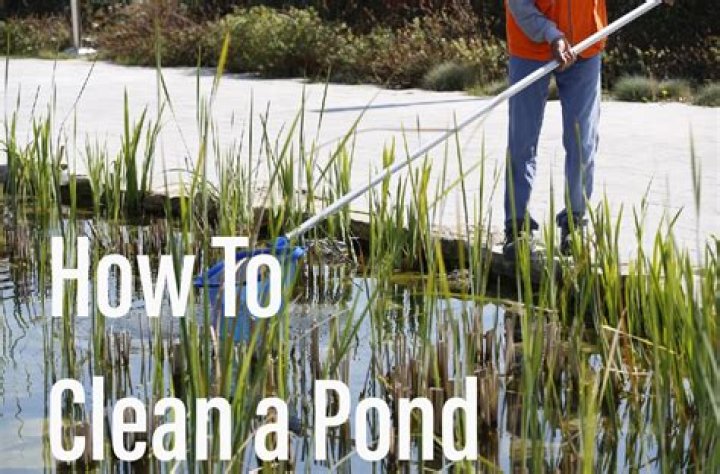 What is a good fish to keep a pond clean?