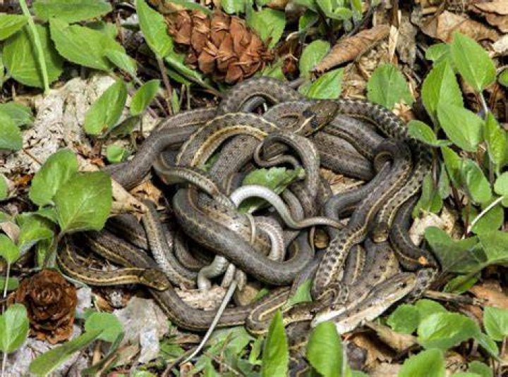 What is a group of snakes called?
