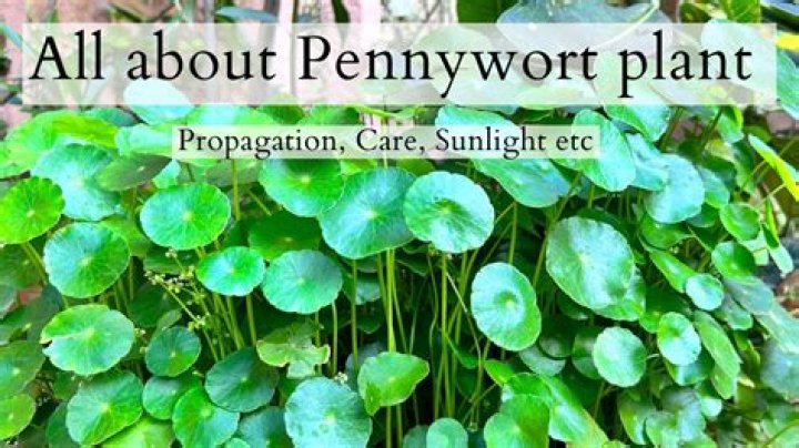 What is a pennywort herb for?