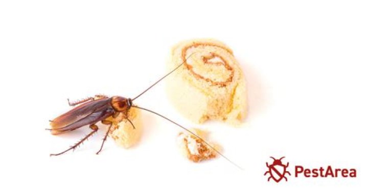 What is a roach lifespan?