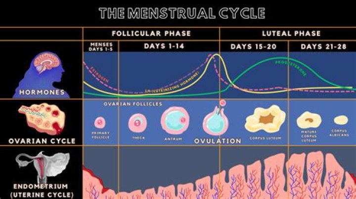 What is a woman's moon cycle?