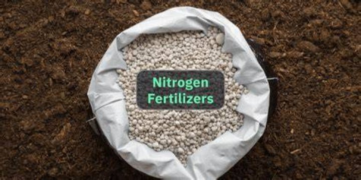 What is best nitrogen fertilizer?