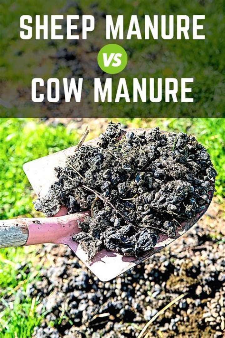 What is better cow or chicken manure?