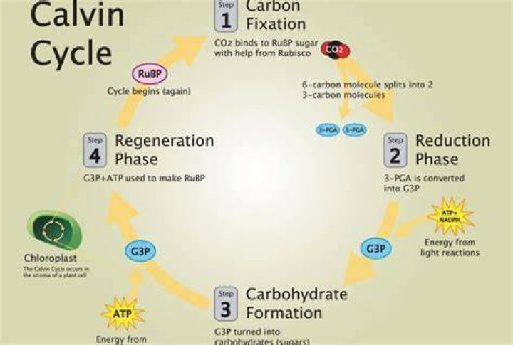 What is Calvin cycle for kids?
