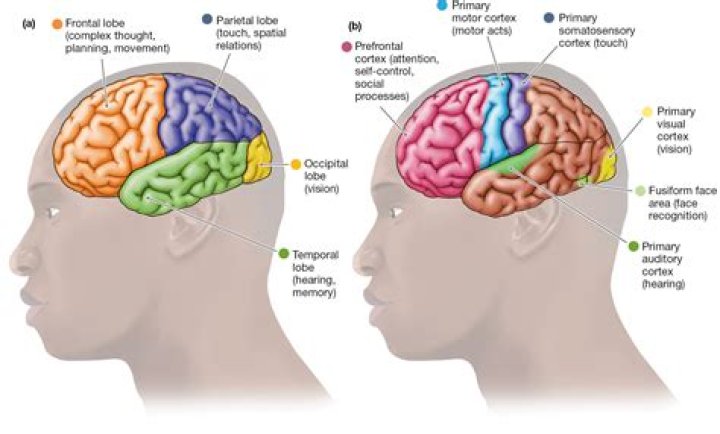 What is cortex and medulla in bone?
