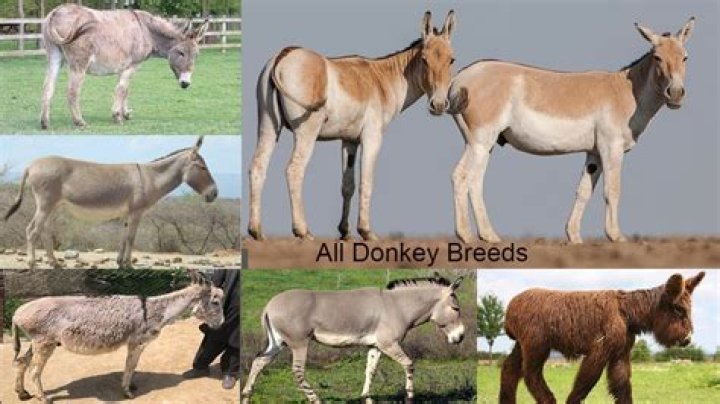 What is Donkey power?