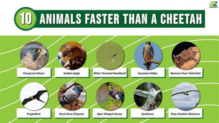 What is faster than an ostrich?