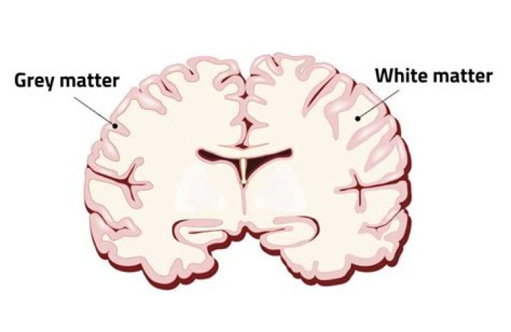 What is grey matter?