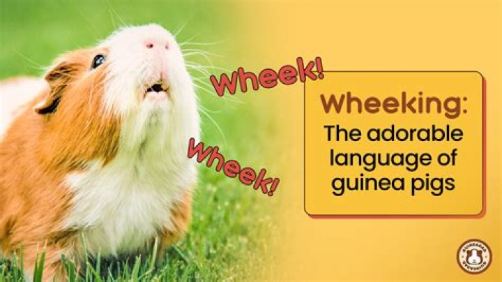 What is guinea pig Wheeking?