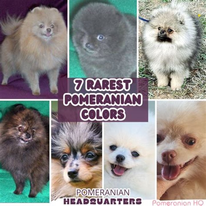 What is Irish marked Pomeranian?