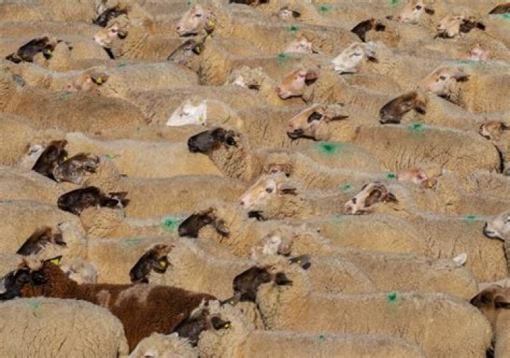 What is mulesing in wool?
